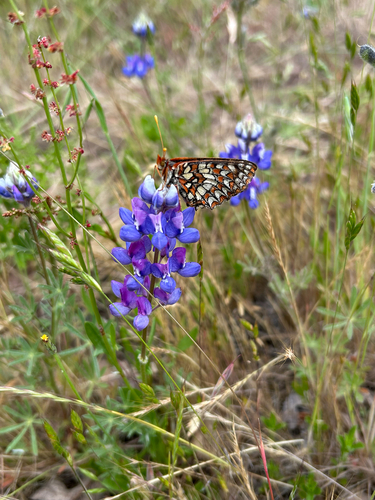 iNaturalist observation photo of Variable Checkerspot