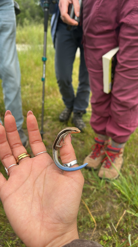 iNaturalist observation photo of Western Skink