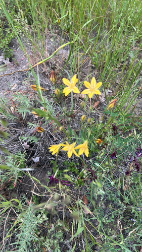 iNaturalist observation photo of Prettyface
