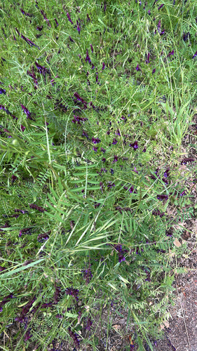 iNaturalist observation photo of hairy vetch