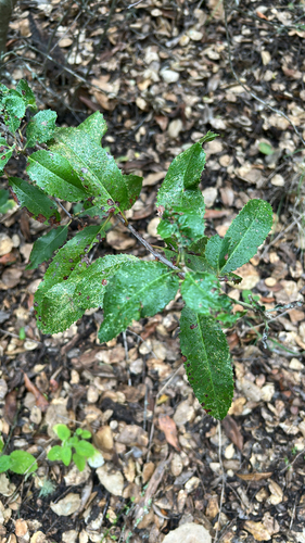 iNaturalist observation photo of Toyon