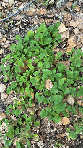 iNaturalist observation photo of California Golden Violet