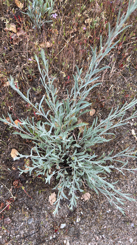 iNaturalist observation photo of California Aster