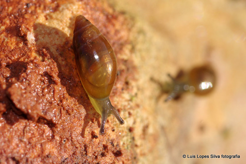 Ferussacia folliculum
