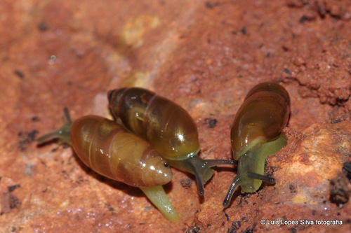 Ferussacia folliculum