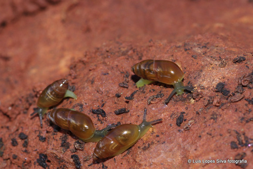 Ferussacia folliculum