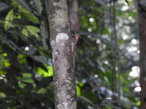 Dusky Earless Agama