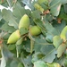 Quercus douglasii - Photo (c) mmarchiano, כל הזכויות שמורות, uploaded by mmarchiano
