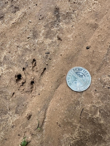 Armadillo de nueve bandas observed by natalia_salvador