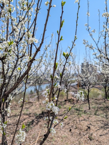 Chinese plum