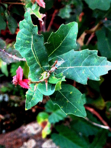 Quercus sebifera