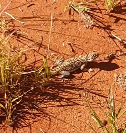 Central Netted Dragon