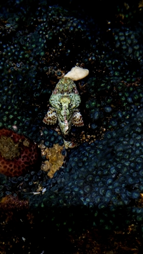 Scorpaena plumieri