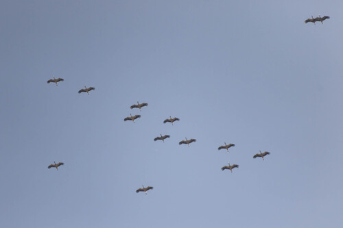 White Stork