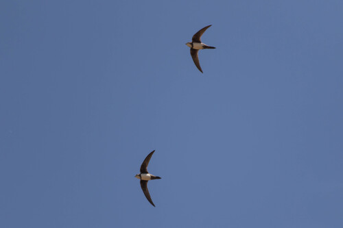 Alpine Swift