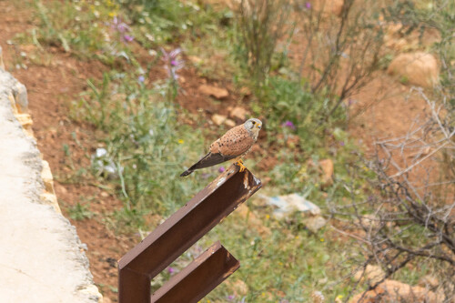 Eurasian Kestrel