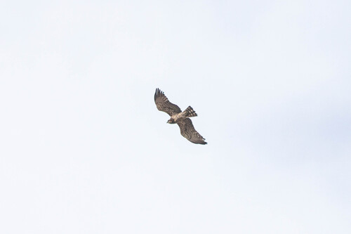Short-toed Snake-Eagle