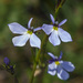 Lobelia tenera - Photo (c) Frank Dietze, all rights reserved, uploaded by Frank Dietze
