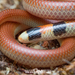 Black-naped Burrowing Snake - Photo (c) Adam Brice, all rights reserved, uploaded by Adam Brice