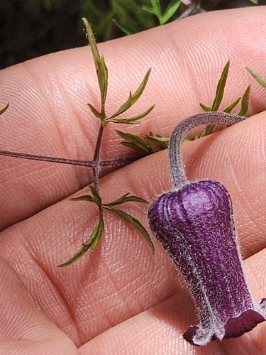 Hairy Clematis