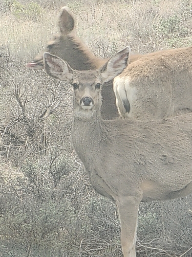 Mule Deer