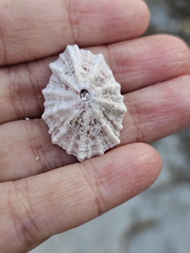 Fissurella barbadensis