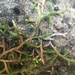 Selaginella mutica - Photo (c) Steve McKee, todos los derechos reservados, subido por Steve McKee