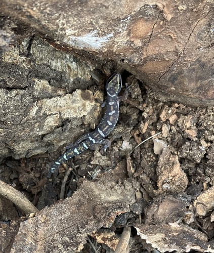 Ocellated Velvet Gecko