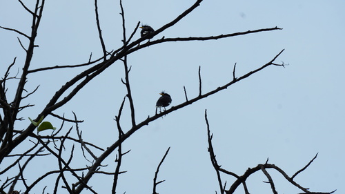 Great Myna