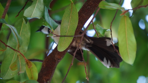 Malaysian Pied-Fantail (Common)