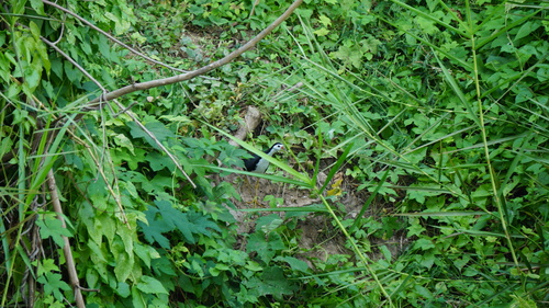 White-breasted Waterhen