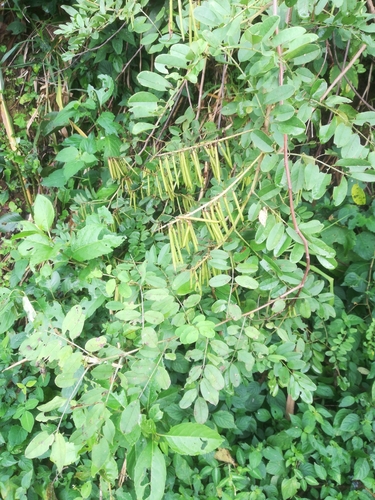True Indigo