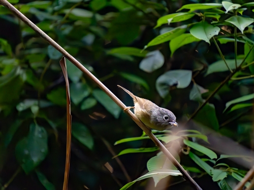 Huet's Fulvetta