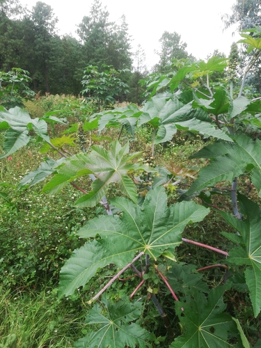 castor bean