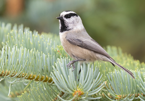 Mountain Chickadee