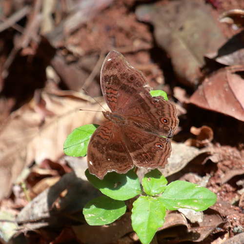 Aurivillius’ Brown Pansy