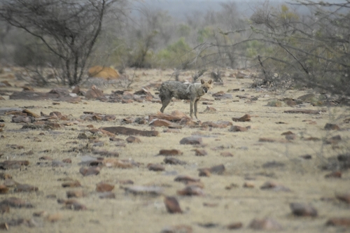 Indian Jackal