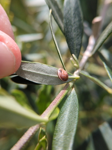 Hygromia cinctella