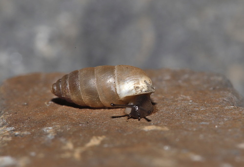 Chondrula microtragus