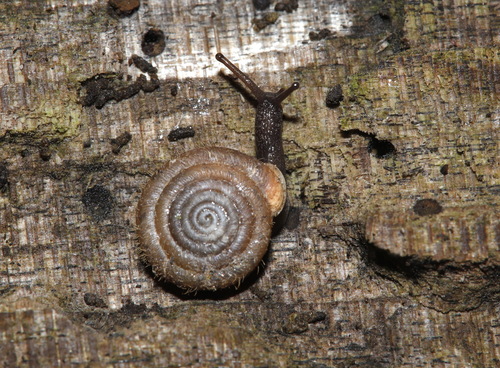 Coiled Lindholm's Snail