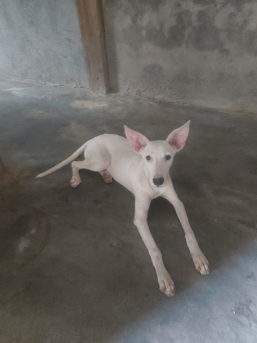 Domestic Dog