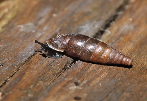 Euxina persica