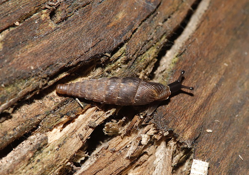 Euxina circumdata