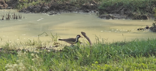 Red-wattled Lapwing