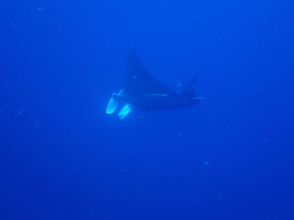 Reef Manta Ray