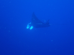 Reef Manta Ray