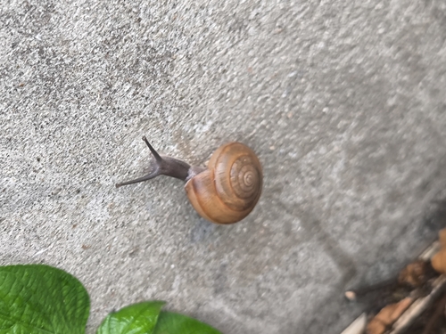 Siamese Common Snail