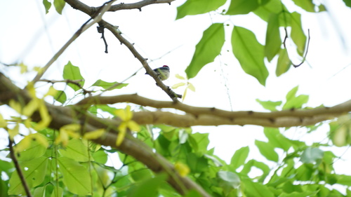 Scarlet-backed Flowerpecker