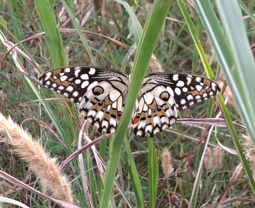 Lime Swallowtail