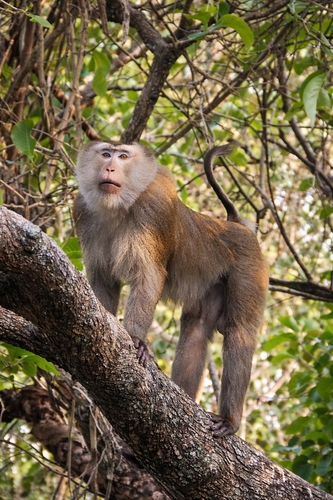 Northern Pig-tailed Macaque